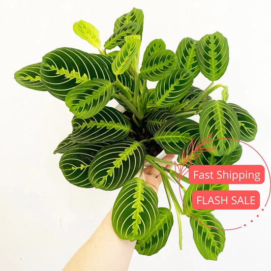 Calathea Lemon Lime Plant | 4" Prayer Plant | Maranta Leuconeura | Indoor Tropical Pet Safe Houseplant Gift
