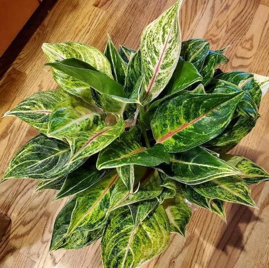 Aglaonema Green Papaya Plant - Chinese Evergreen - Easy Care Indoor Houseplant - Aglaonema commutatum