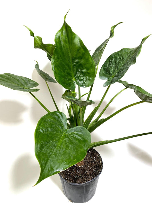 Alocasia Cucullata Plant - Chinese Taro - Elephant Ear - Tropical Indoor Houseplant for Humidity & Air Purification