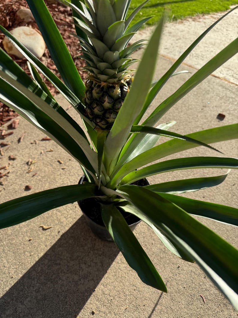 Bromeliad Pineapple Plant - Live 5-Inch Pot - Ananas Comosus - Tropical Indoor/Outdoor Houseplant for Garden Decor