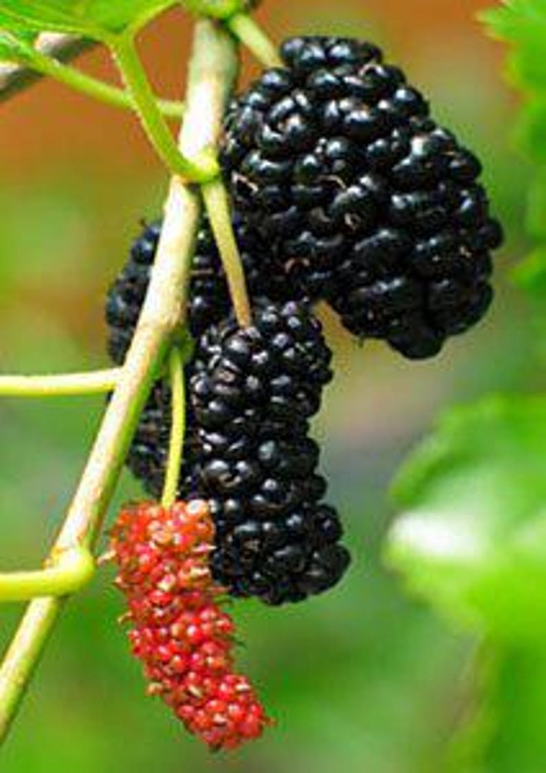Everbearing Mulberry Tree - Morus Nigra - Black Mulberry Fruit Plant - Container-Friendly, Sweet Berries for Gardens & Patios