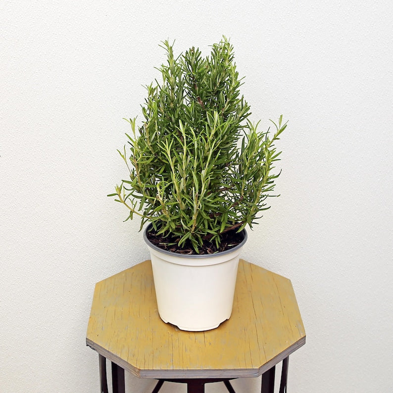 LIVE 4 Inch Pot Christmas Plant - Best Selling Indoor Plant for Office, Birthday, Housewarming Gifts - (Variety/Color/Feature)