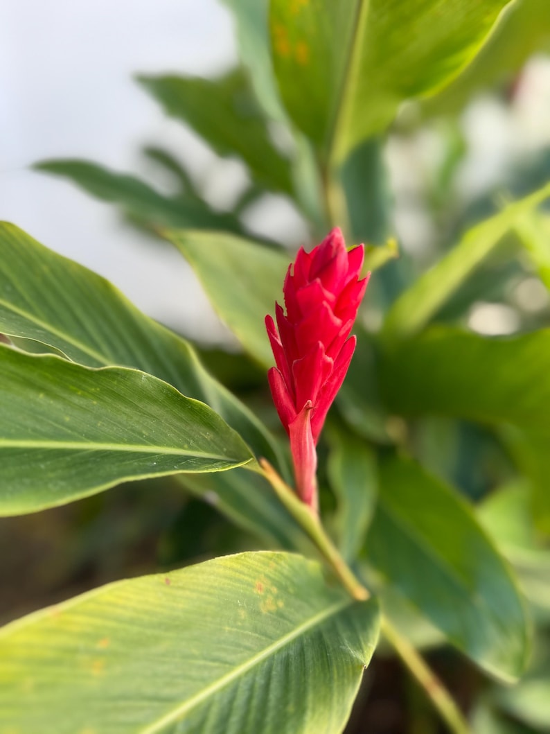 Red Hawaiian Ginger Plant Rhizome - Alpinia Purpurata - Tropical Perennial for Zones 9-11 - Moisture-Loving, Rich Soil Preferred