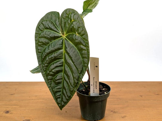 Anthurium Black Diamond 4" Pot Plant - Inverse Crossing Hybrid (Regale x Luxurians) - Tropical Houseplant