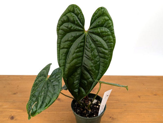 Anthurium Amazon Diamond Plant - Assorted 4" Pot - One or More Leaves - Anthurium andraeanum - Free Hoya Krimson Queen with 3+ Orders
