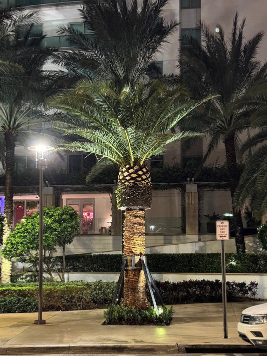 Canary Island Date Palm Plant - Pineapple Palm - Phoenix canariensis - Tropical Landscape Palm for Outdoor & Indoor Decor