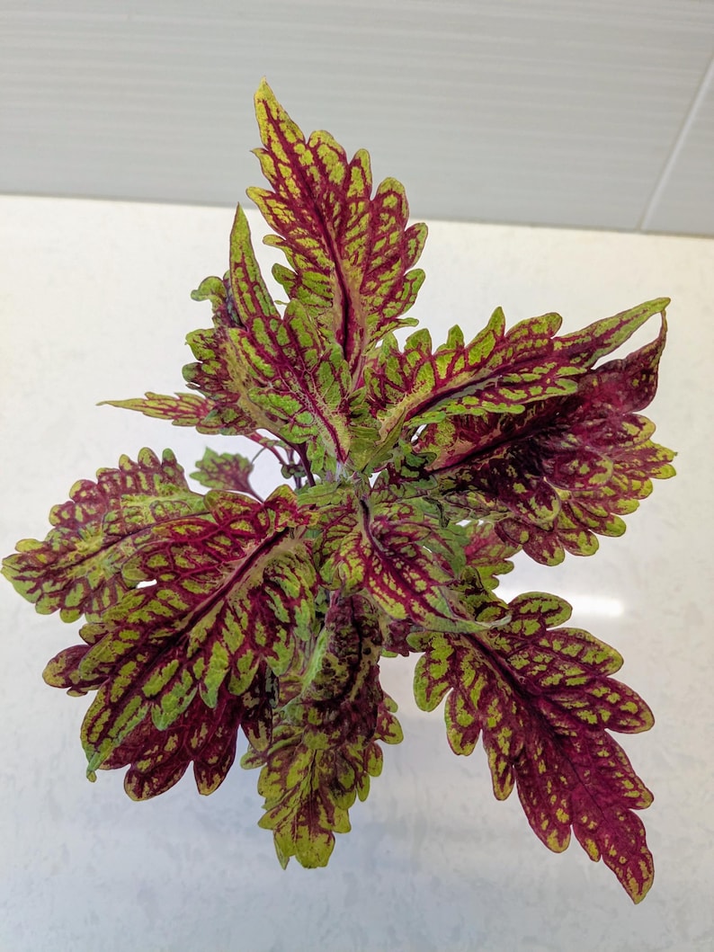 Coleus Plant Starter, 3-5” Live Rooted Fishnet Gold, Vibrant Ornamental Foliage, Solenostemon Scutellarioides, Indoor/Outdoor Gift