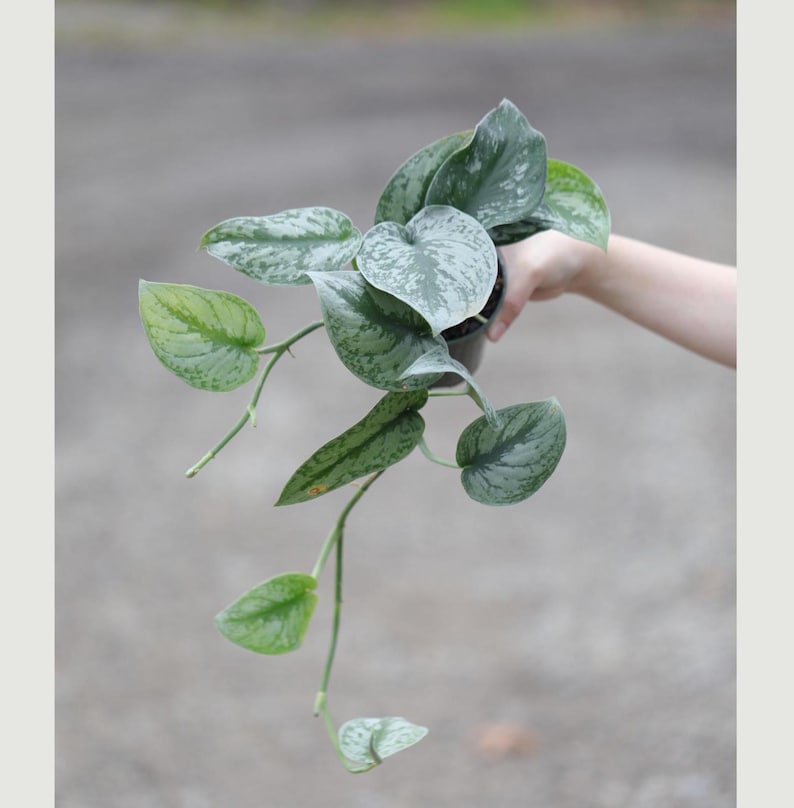 Scindapsus Silver Exotica Plant in 4" Pot - Satin Pothos - Scindapsus pictus 'Exotica' - Air Purifying Indoor Plant