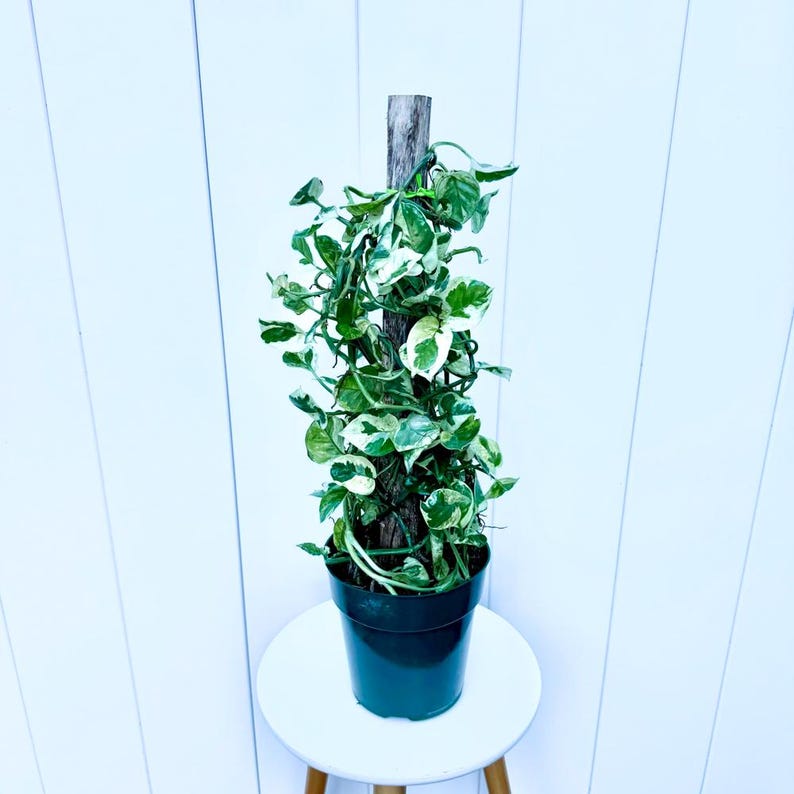 LIVE 6” Pearls and Jade Pothos Totem, Epipremnum Pearls and Jade, Perfect Housewarming or Gift for Plant Lovers