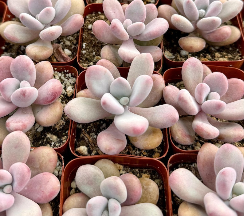 Pink Moonstone Succulent 2" Pot, Pachyphytum Oviferum, Charming Pink Plant, Low-Maintenance Indoor Gardening