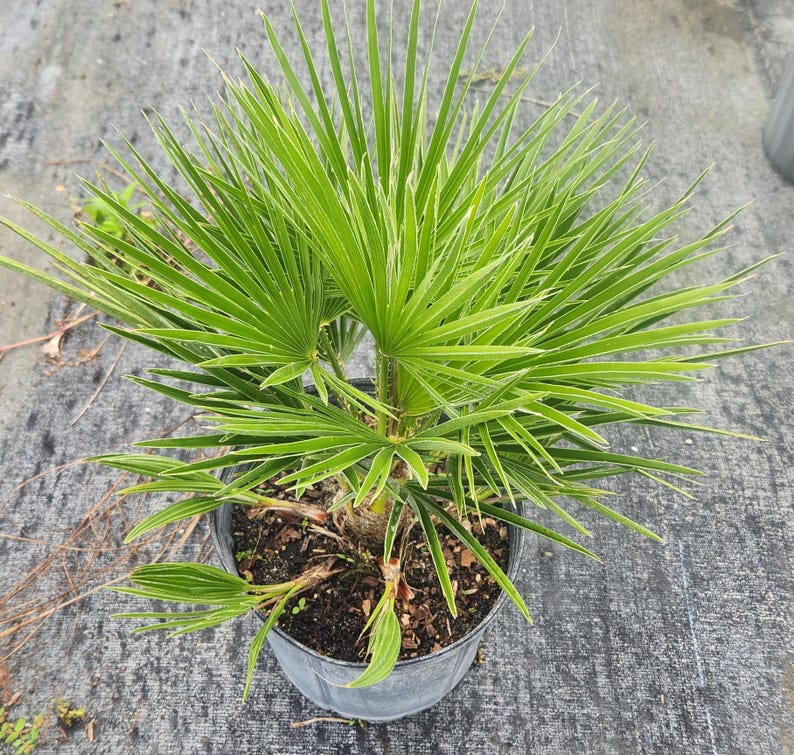 European Fan Palm Live Plant - Chamaerops humilis - Mediterranean Indoor Outdoor Palm - Hardy, Low Maintenance Greenery