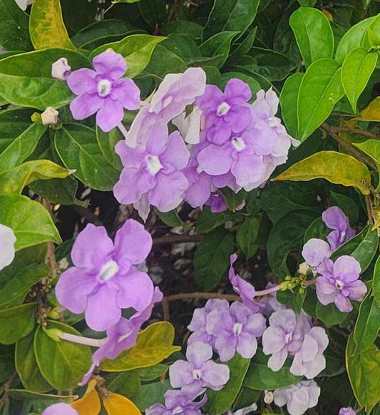 Brunfelsia grandiflora Live Plant - Yesterday Today Tomorrow - Outdoor Grown - Beautiful Flowering Plant for Gardens