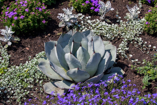 Agave Parryi Compact Plant - Blue Foliage, Low Maintenance Succulent - Agave Parryi, Indoor/Outdoor Decor