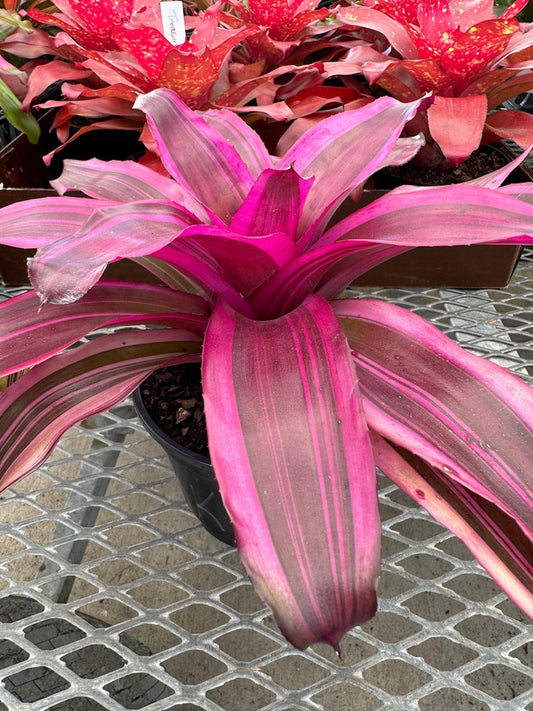 Bromeliad Plant Neoregelia Pink Magic, Deep Pink Waves, Exotic Easy Care Houseplant, Colorful Year-Round, Tropical Foliage