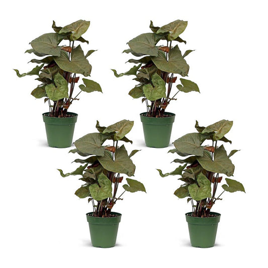 4 Pack Live 4” Syngonium Maria Allusion, Arrowhead Plant, Indoor Houseplant Gift, Syngonium Podophyllum