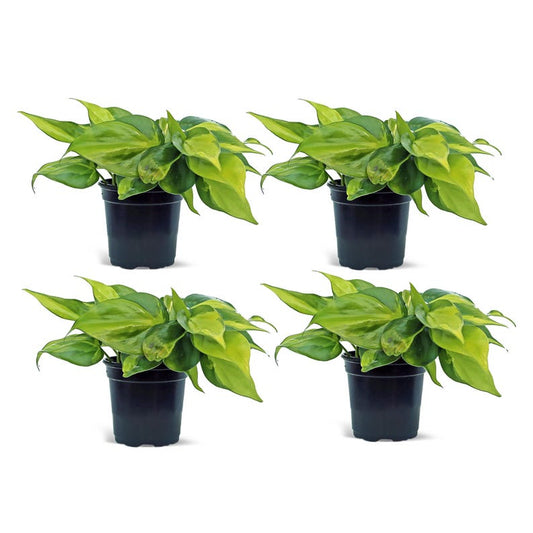 4 Pack Live 4” Pot Brazilian Philodendron, Heart-Shaped Leaves, Philodendron Scandens Brazil, Indoor Plant Gift