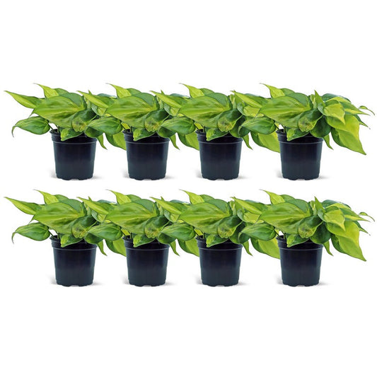 8 Pack Live 4” Brazilian Philodendron, Trailing Indoor Plant, Heart-Shaped Leaves, Philodendron Scandens Brazil