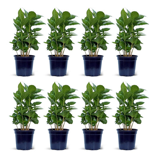 8 Pack Coffee Plant 4” Pot Arabica Indoor Air Purifying Plant Coffea Arabica Housewarming Gift Gardening Gift