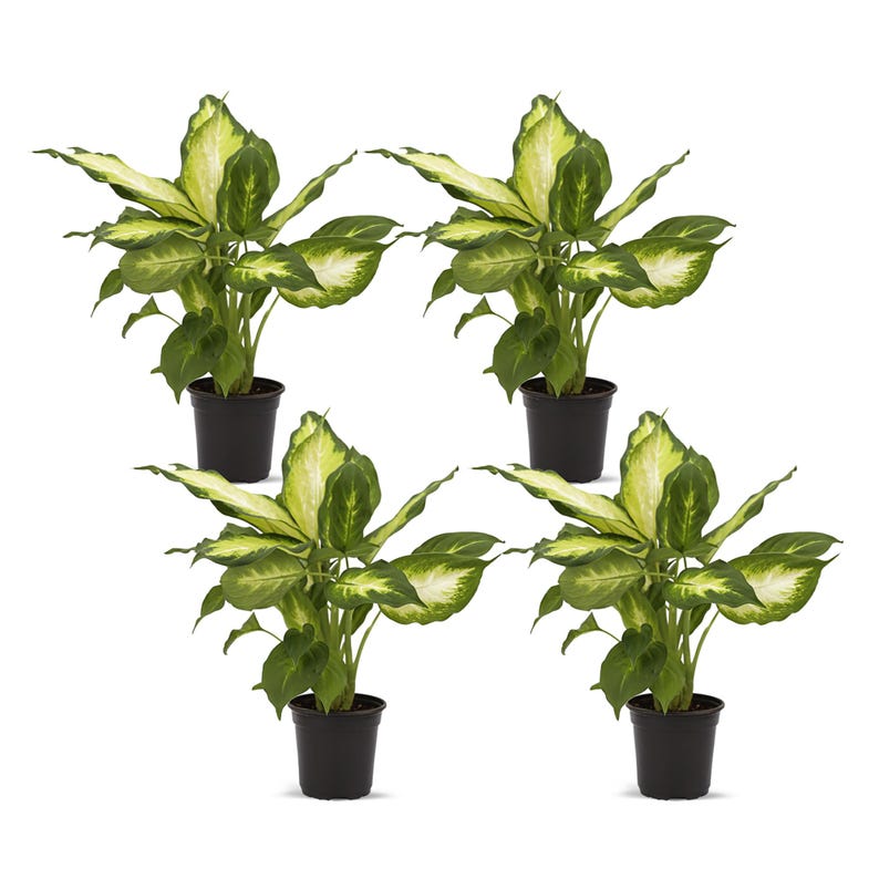 4-Pack Live 4” Pot Dieffenbachia Dumb Cane Indoor Plant - Fast-Growing Houseplant for Office Gift & Plant Lover - Dieffenbachia