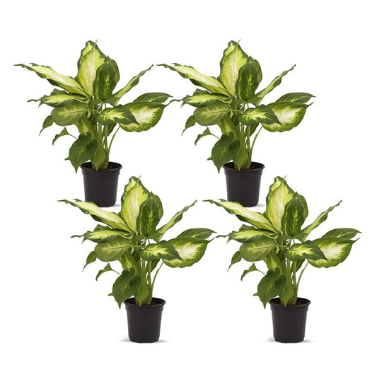 4-Pack Live 4” Pot Dieffenbachia Dumb Cane Indoor Plant - Fast-Growing Houseplant for Office Gift & Plant Lover - Dieffenbachia