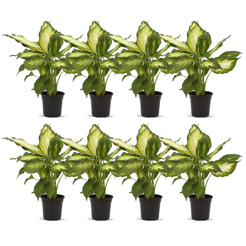 8 Pack Live 4” Pot Dieffenbachia Dumb Cane Indoor Plant, Houseplant Gift, Variegated Leaves - Dieffenbachia spp.