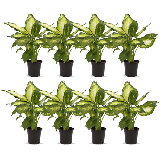 8 Pack Live 4” Pot Dieffenbachia Dumb Cane Indoor Plant, Houseplant Gift, Variegated Leaves - Dieffenbachia spp.