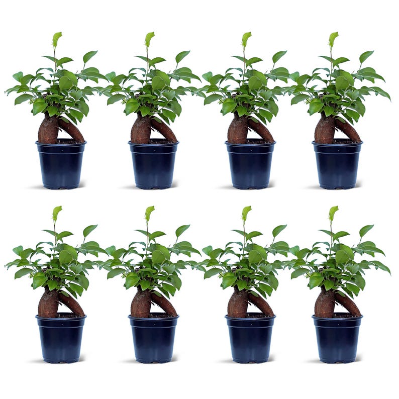 8 Pack Ficus Bonsai Plants 4” Pot Indoor Gift Ginseng Ficus (Ficus Retusa) Miniature Evergreen Houseplant Decor