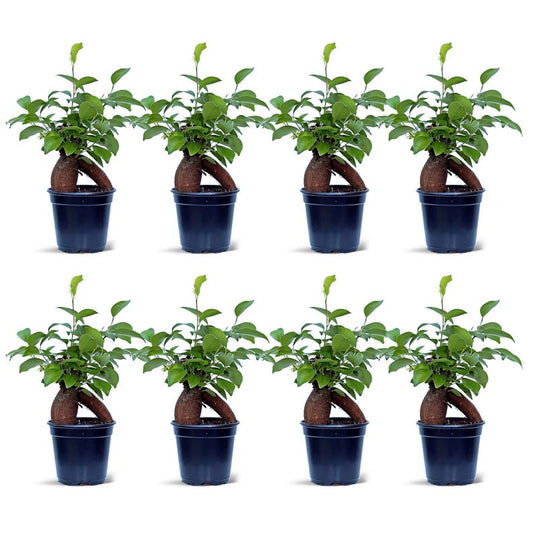 8 Pack Ficus Bonsai Plants 4” Pot Indoor Gift Ginseng Ficus (Ficus Retusa) Miniature Evergreen Houseplant Decor