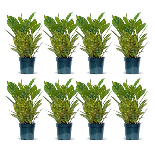 8 Pack Live 4” Gold Dust Croton Potted Plant, Codiaeum Variegatum “Gold Dust”, Indoor Houseplant Gift for Plant Lovers