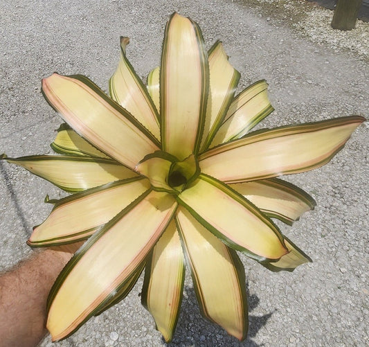 Bromeliad Live Plant Neoregelia Casablanca P. Outdoor Grown, Minor Blemishes, Tropical Houseplant