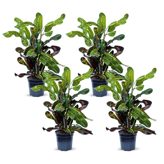 4 Pack Live 4” Pot Mammy Croton, Indoor Plant, Colorful Foliage, Codiaeum Variegatum “Mammy”, Best Gift for Plant Lovers