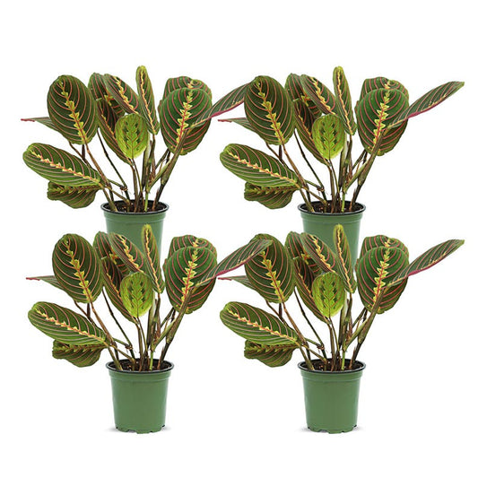4 Pack Live 4” Red Maranta, Prayer Plant, Indoor Plant Decor, Maranta leuconeura