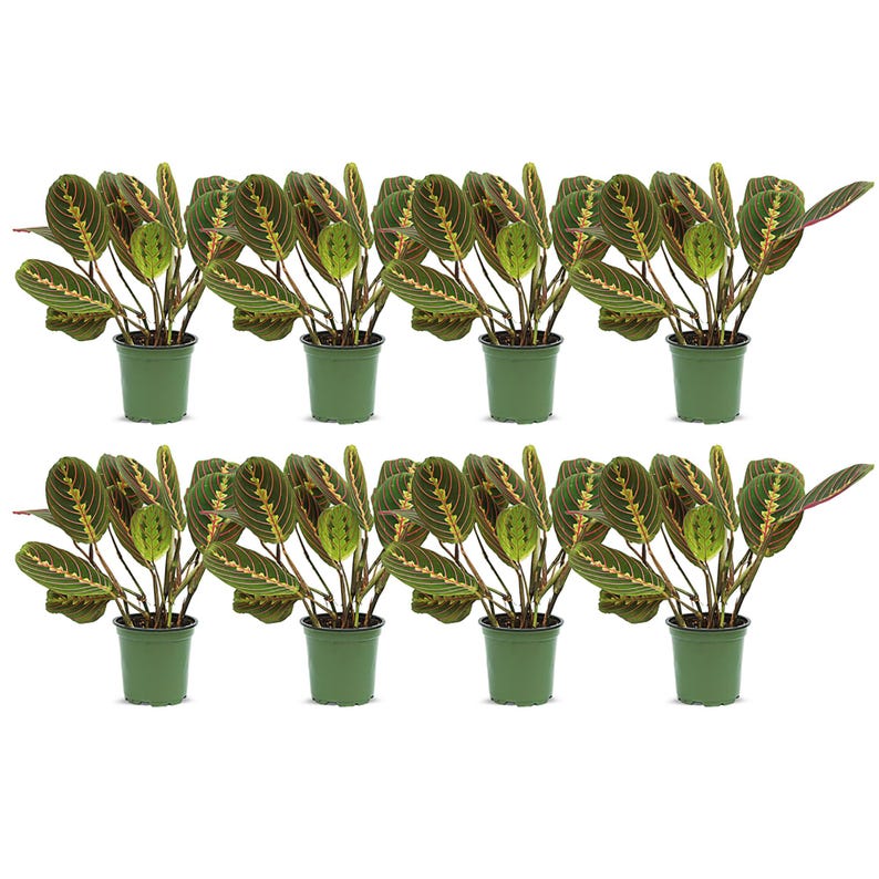 8 Pack Live 4” Pot Red Maranta Prayer Plant, Indoor Houseplant, Maranta leuconeura, Gift for Thanksgiving, Valentine's, Christmas