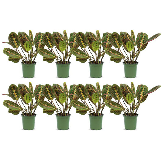 8 Pack Live 4” Pot Red Maranta Prayer Plant, Indoor Houseplant, Maranta leuconeura, Gift for Thanksgiving, Valentine's, Christmas