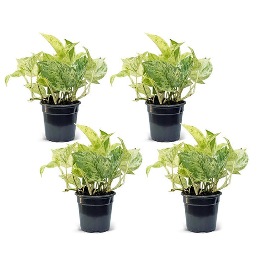 4 Pack Live 4” Marble Queen Pothos - Epipremnum Aureum - Air Purifying Houseplant for Gifts & Home Decor