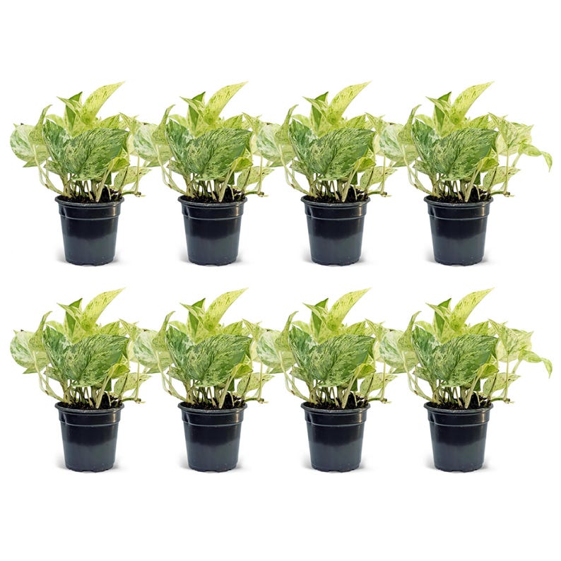 8 Pack Live 4” Marble Queen Pothos Plants, Air Purifying Indoor Plant, Epipremnum Aureum, Housewarming & Gift Ideas