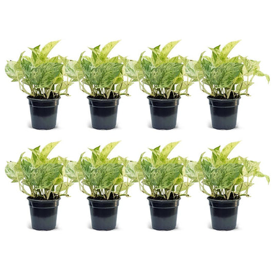 8 Pack Live 4” Marble Queen Pothos Plants, Air Purifying Indoor Plant, Epipremnum Aureum, Housewarming & Gift Ideas