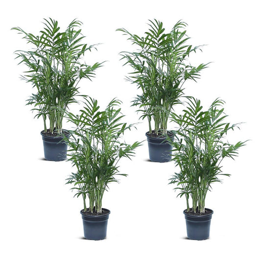 4 Pack Live 4" Pot Parlor Palm Plant, Air Purifying Chamaedorea Elegans, Indoor Office Gift, Best Selling Indoor Palm