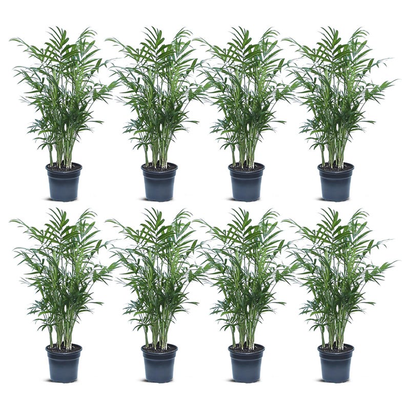 8 Pack Live 4” Pot Parlor Palm Plants, Chamaedorea Elegans, Indoor House Plant, Office Gift, Housewarming Gift, Plant Lover Gift