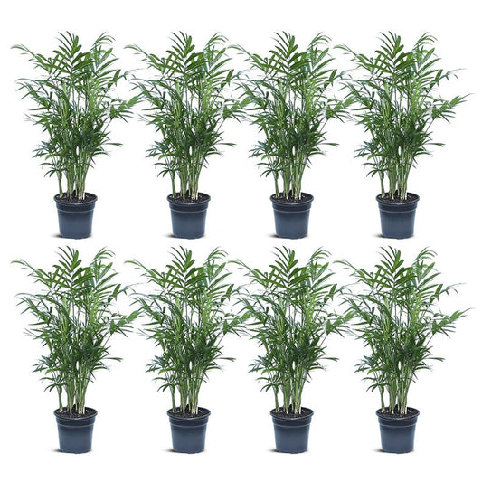 8 Pack Live 4” Pot Parlor Palm Plants, Chamaedorea Elegans, Indoor House Plant, Office Gift, Housewarming Gift, Plant Lover Gift