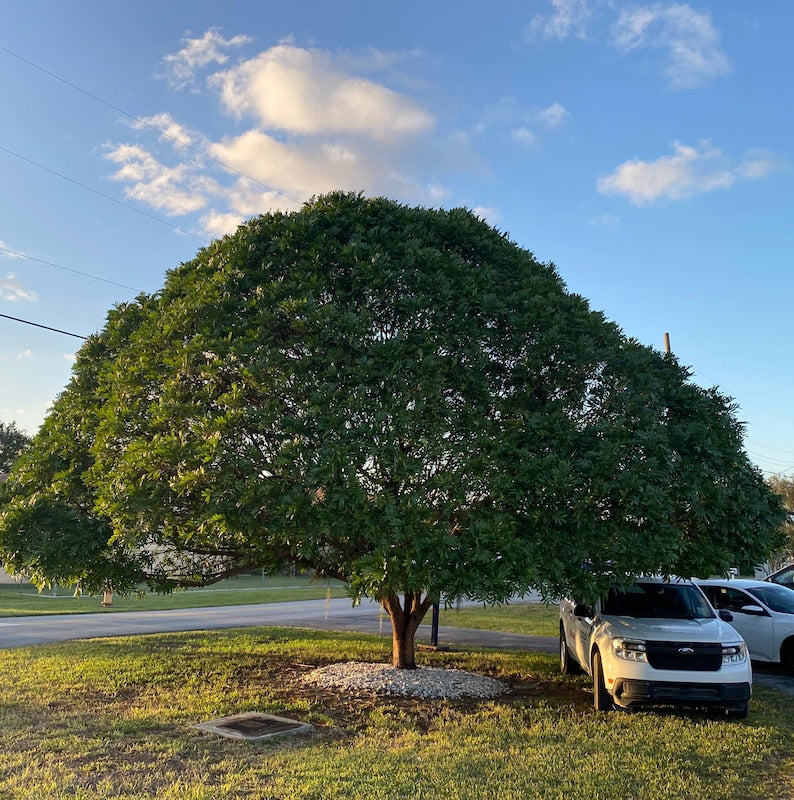 Japanese Fern Tree - Filicium Decipiens - Elegant Specimen Shade Tree for Gardens and Landscapes - Fast Growing, Evergreen Foliage