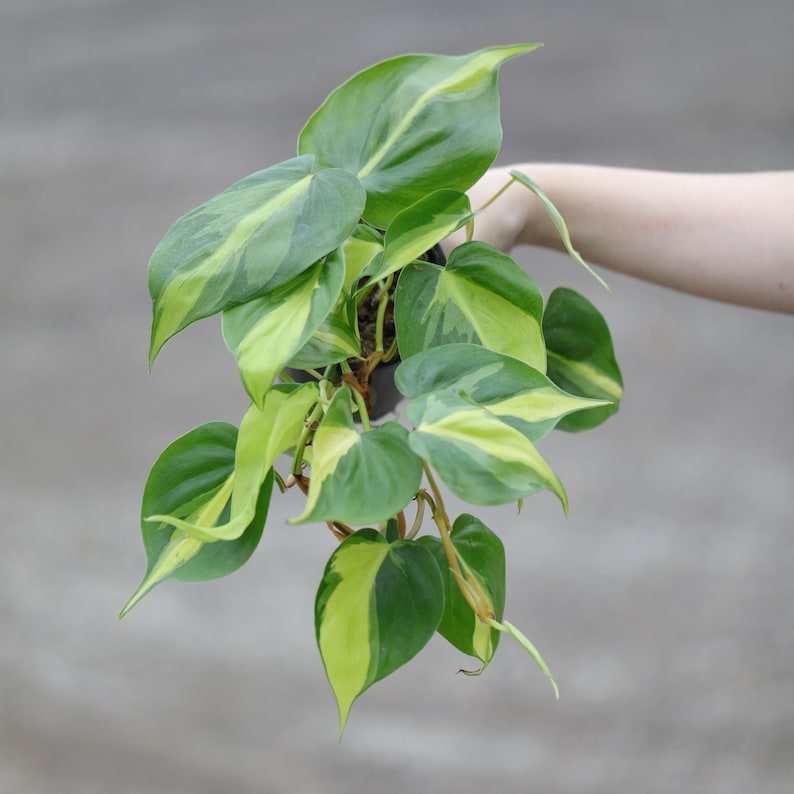 Philodendron Brazil Plant 4" Pot - Yellow Variegated Heart-Shaped Leaves - Trailing Air Purifying Houseplant - Philodendron Brasil