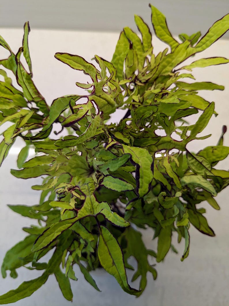 Coleus Live Starter Plant 3-5” Golden Anemone Rare Colorful Foliage Solenostemon Scutellarioides Indoor Outdoor Garden Gift