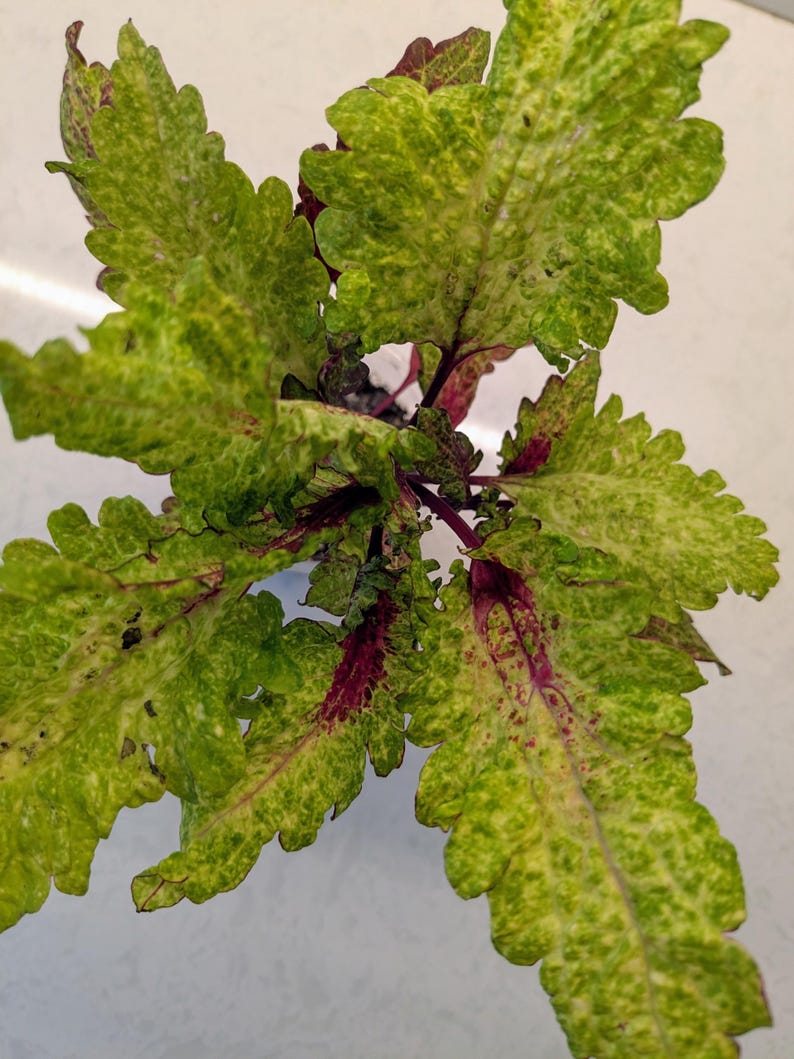 Coleus Elfers Live Starter Plant, 3-5” Colorful Ornamental Foliage, Rare Multicolor Leaves, Solenostemon Scutellarioides