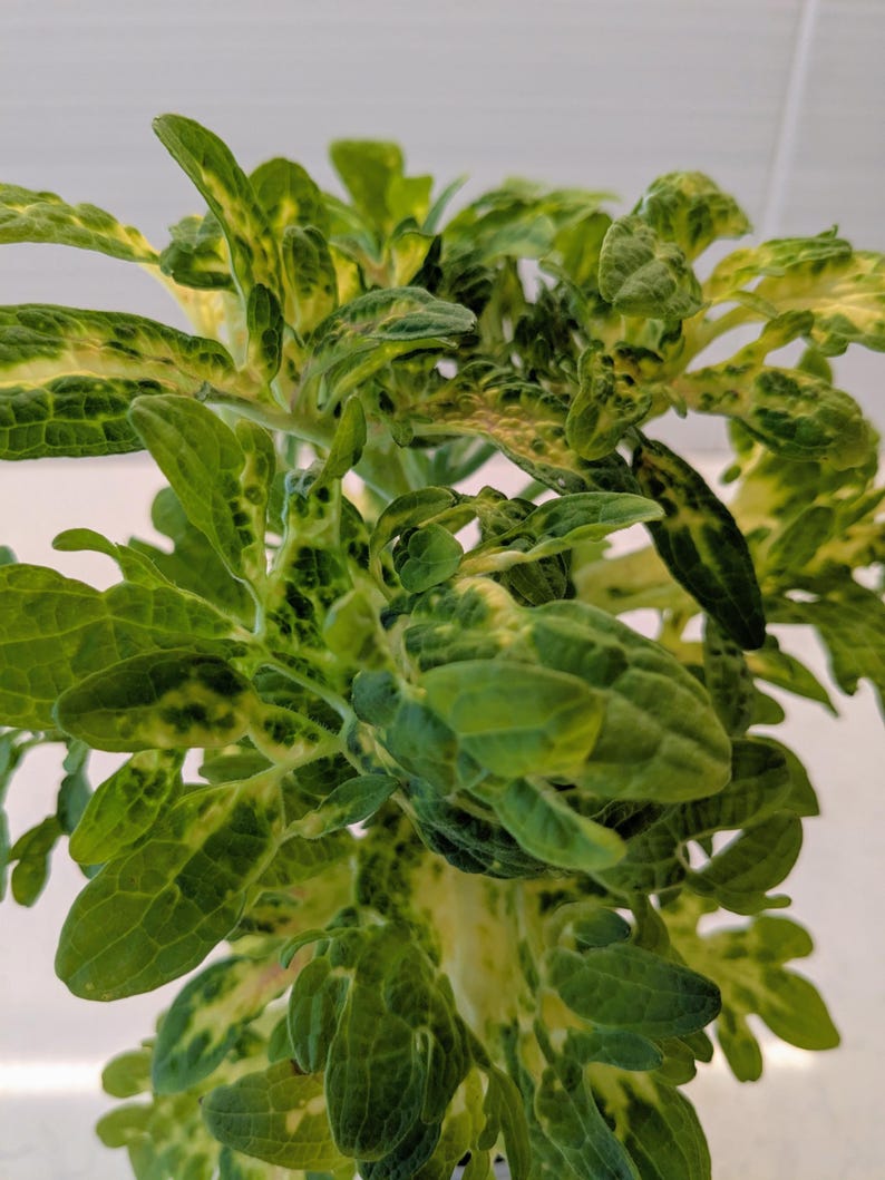 Coleus Bling Bling Live Starter Plant, 3-5” Ornamental Foliage, Colorful Multicolor Leaves, Rare Gift for Gardeners, Solenostemon.