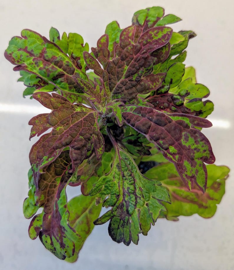 Coleus AllSpice Live Rooted Starter Plant, 3-5” Multicolor Foliage, Rare Ornamental Coleus (Solenostemon scutellarioides)