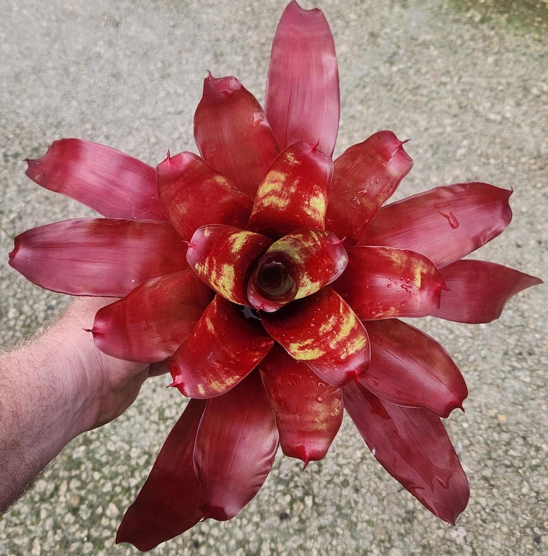 Bromeliad Plant - Neoregelia Golden Gate - Live Outdoor Plant - Unique Tropical Houseplant