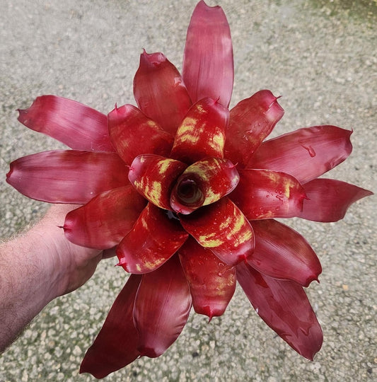 Bromeliad Plant - Neoregelia Golden Gate - Live Outdoor Plant - Unique Tropical Houseplant