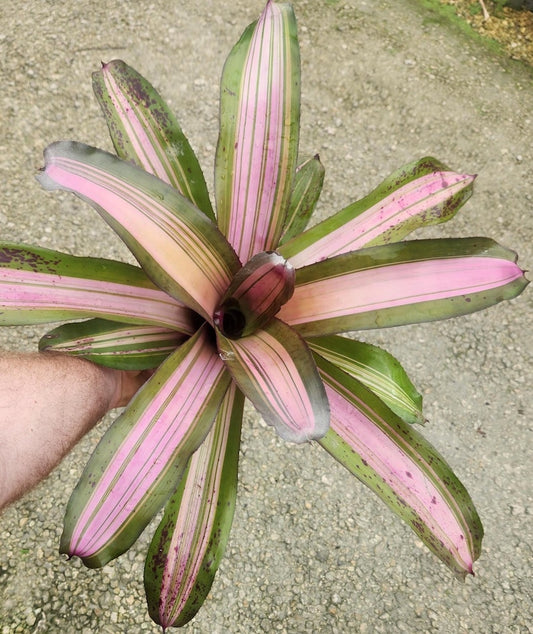 Bromeliad Plant Neoregelia Purple Wave - Live Indoor Outdoor Tropical Plant - Neoregelia spp.
