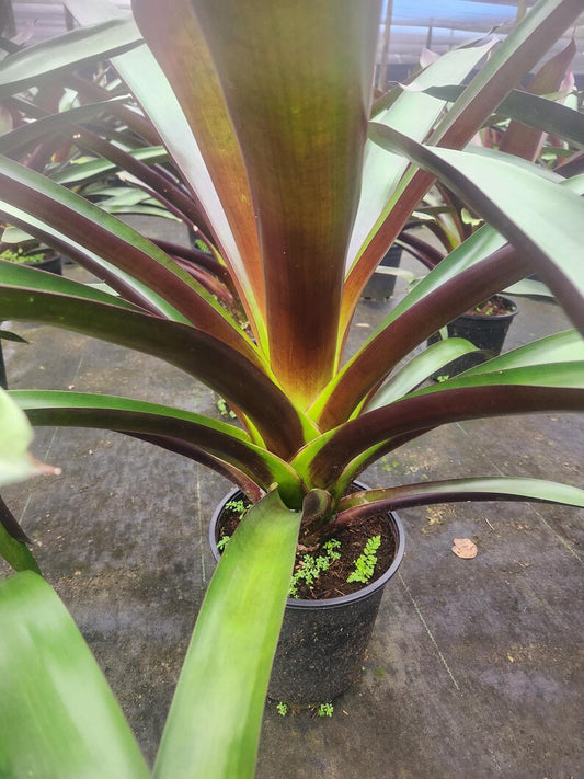 Bromeliad Plant, Vriesea Sanguinolenta, Live Outdoor Plant, Tropical Houseplant, Exotic Decoration, Air Purifying Plant